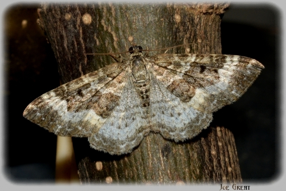 Epirrhoe alternata - galaj-tarkaaraszoló