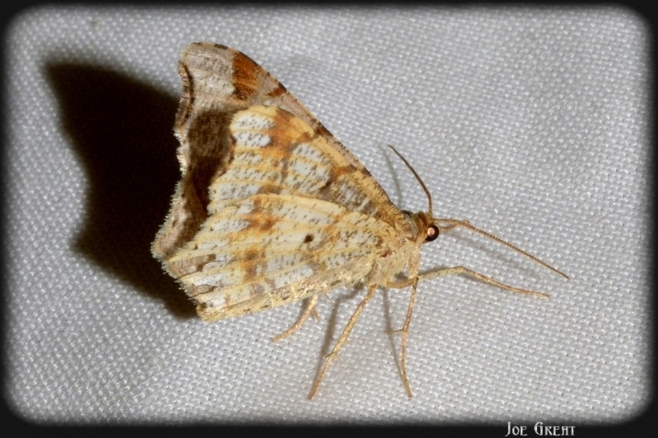 Macaria alternata - közönséges szürkearaszoló