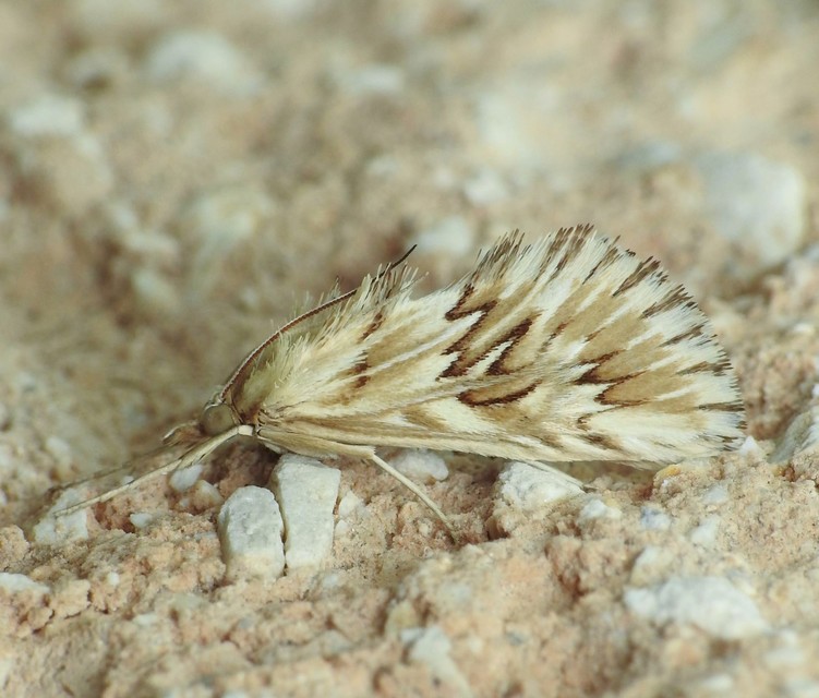 Cynaeda dentalis - gyakori ciframoly