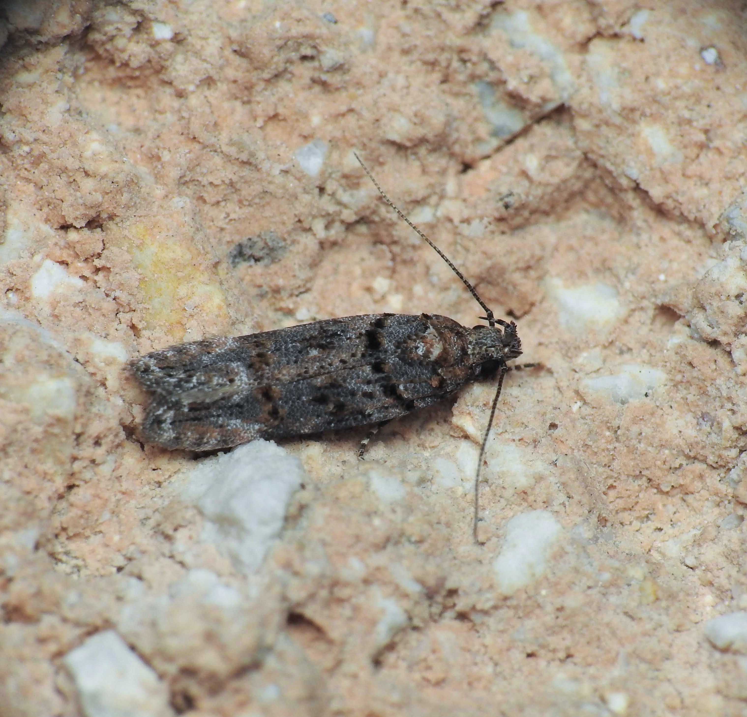 Teleiopsis diffinis - juhsóska-sarlósmoly