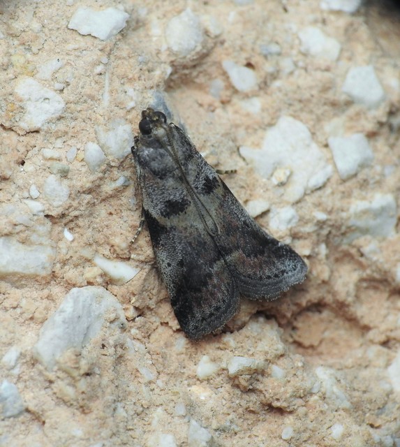 Pyralidae - fényiloncák