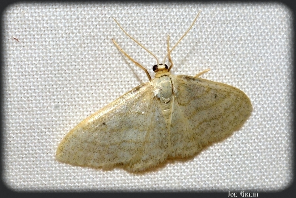 Idaea subsericeata - ötvonalas apróaraszoló