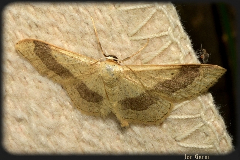 Idaea aversata - nagy sávosaraszoló