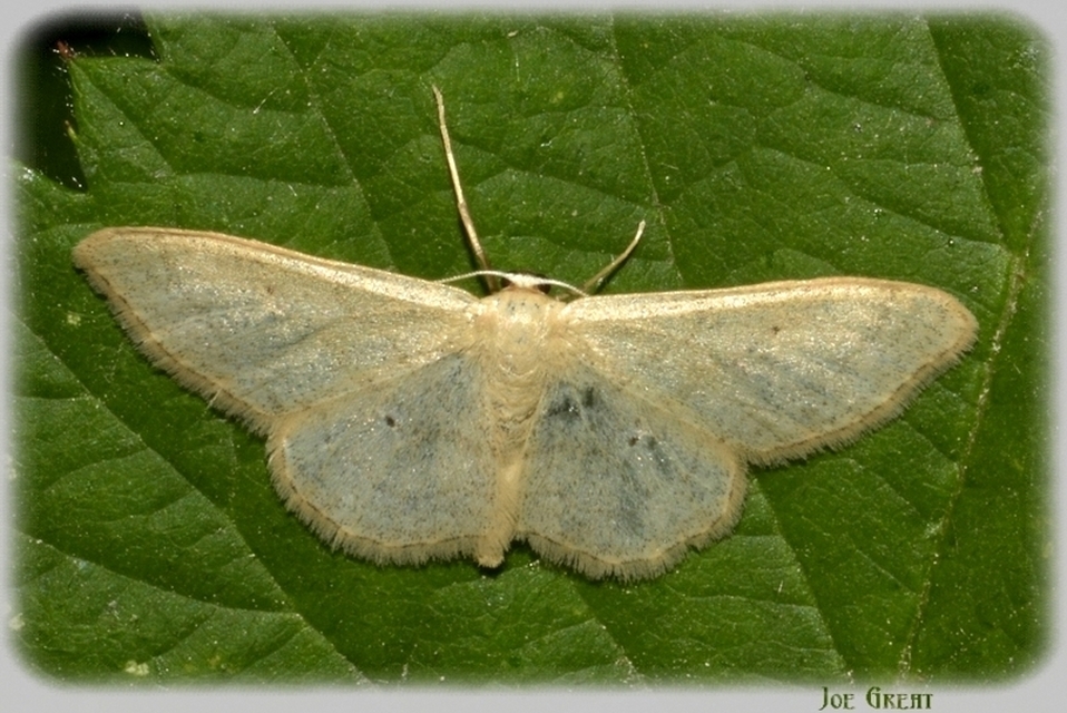 Idaea straminata - szalmasárga sávosaraszoló