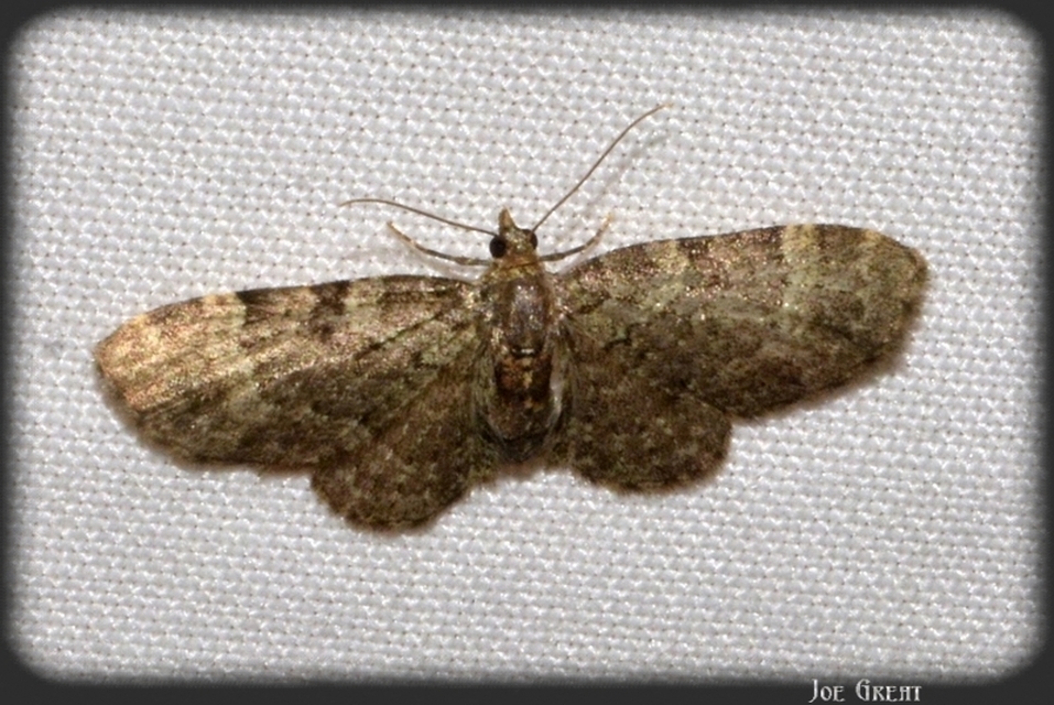 Pasiphila rectangulata - almavirág-araszoló
