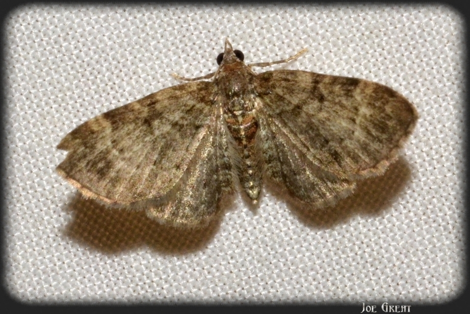 Pasiphila chloerata - hamvas törpearaszoló