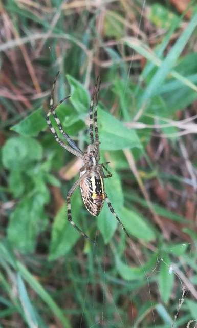 Argiope bruennichi - darázspók