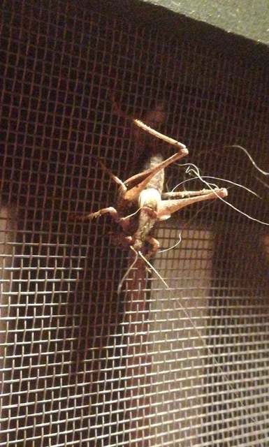 Pholidoptera griseoaptera - szürke avarszöcske