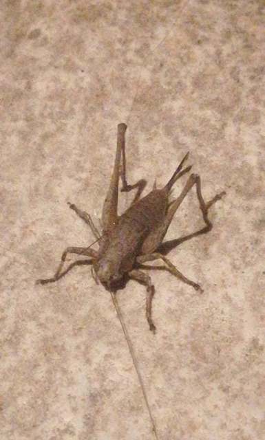 Pholidoptera griseoaptera - szürke avarszöcske
