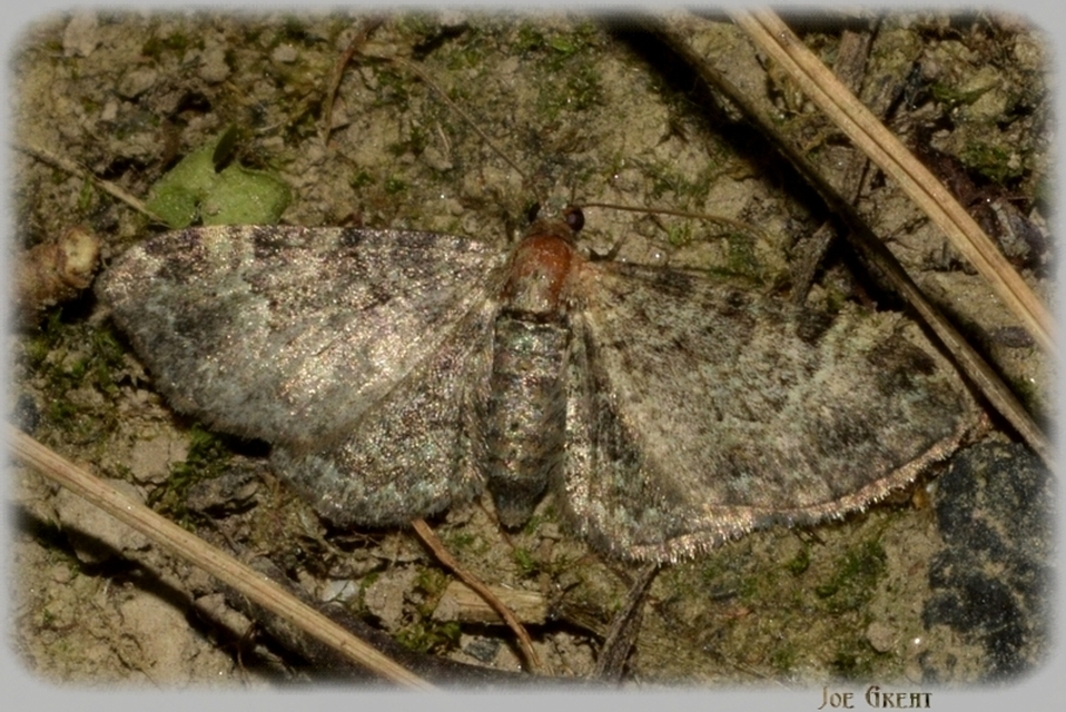 Pasiphila rectangulata - almavirág-araszoló