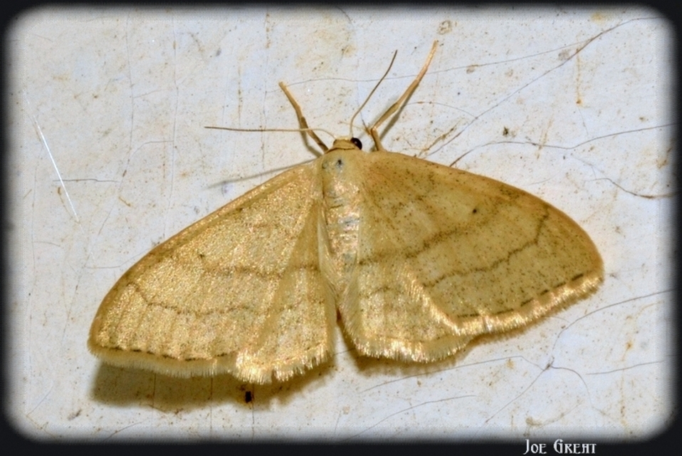 Idaea aversata - nagy sávosaraszoló