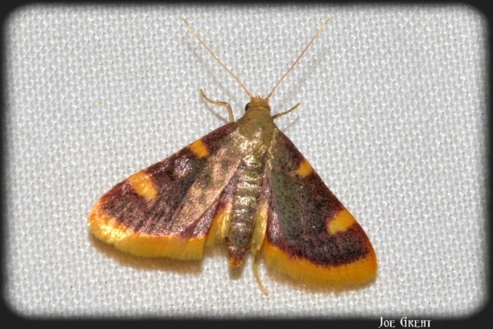 Hypsopygia costalis - szénailonca