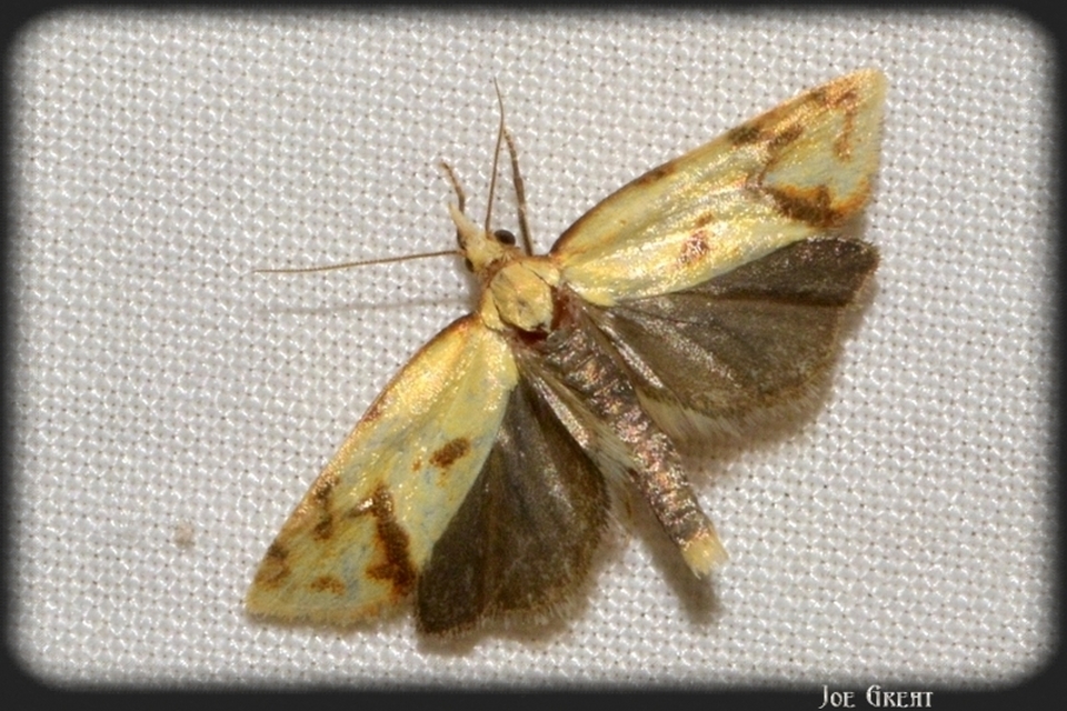 Agapeta hamana - közönséges sárgamoly