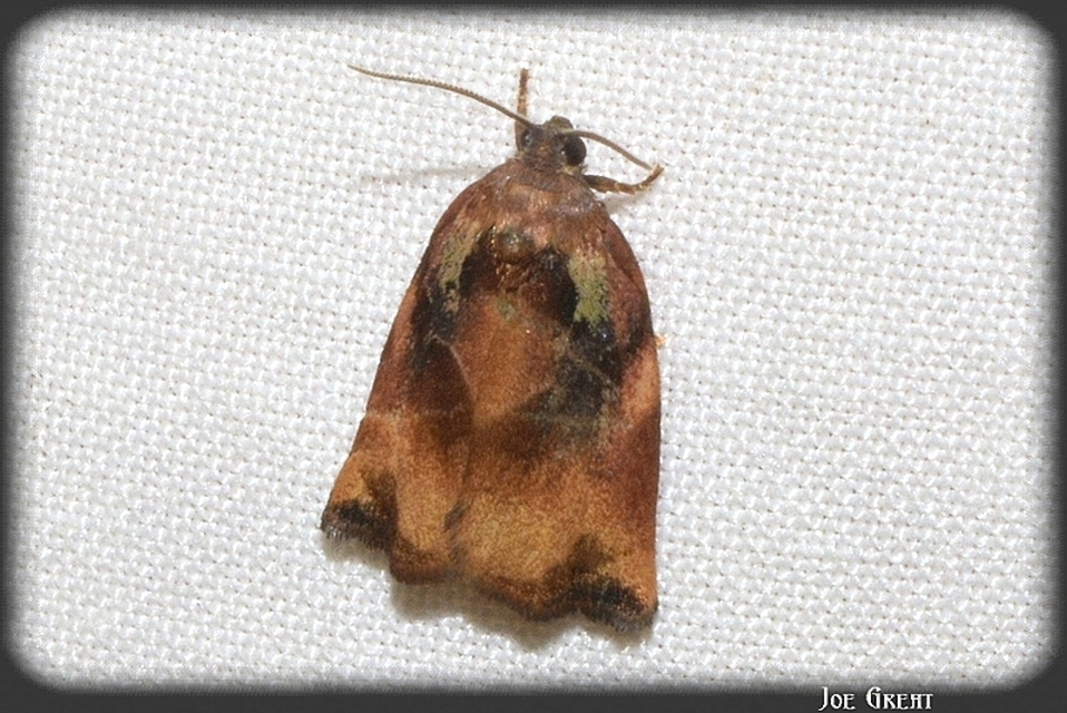 Archips podana - dudvarágó sodrómoly