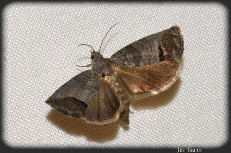 Cydia pomonella - almamoly