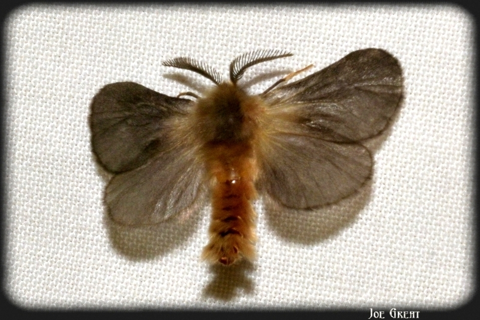 Psychidae - csőzsákos-molyfélék