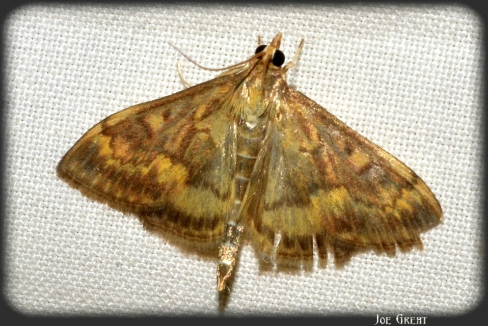 Ostrinia nubilalis - kukoricamoly