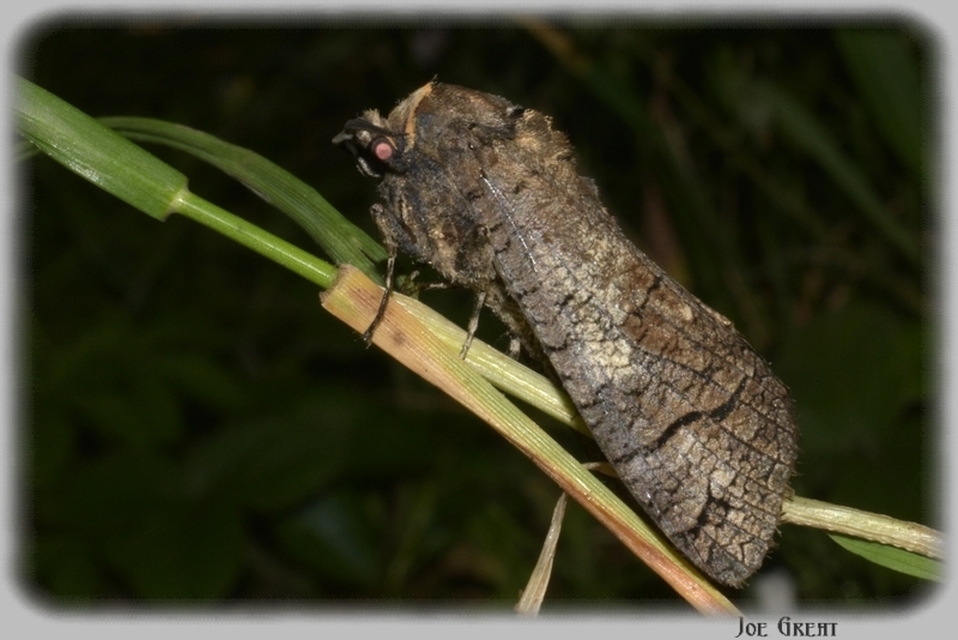 Cossus cossus - fűzfarontólepke