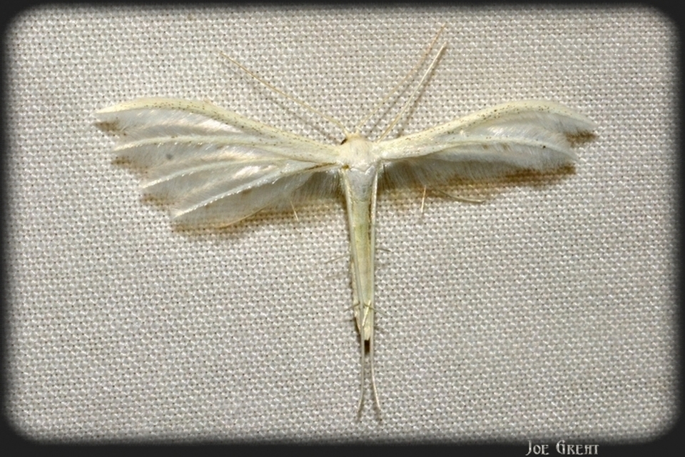 Pterophoridae - tollasmolyfélék