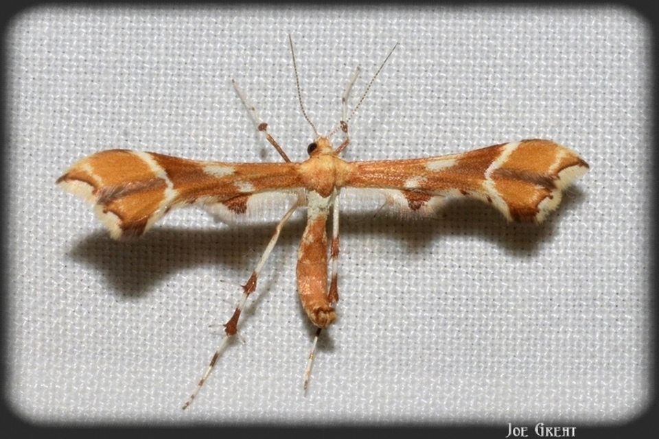 Cnaemidophorus rhododactyla - rózsabogyó-tollasmoly