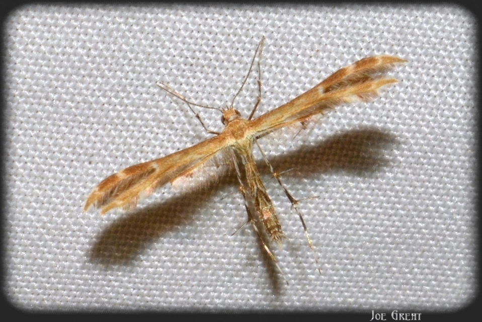 Pterophoridae - tollasmolyfélék