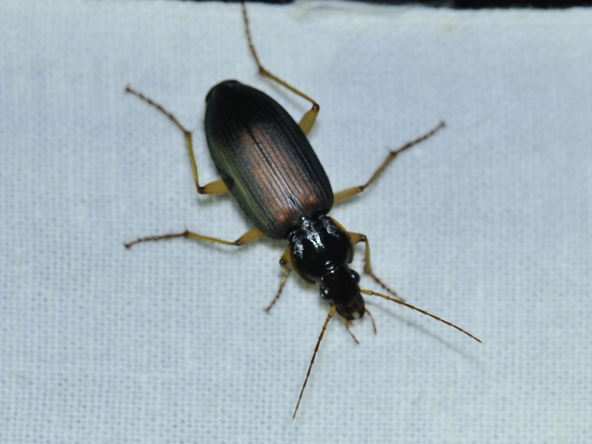 Dolichus halensis - hantfutó
