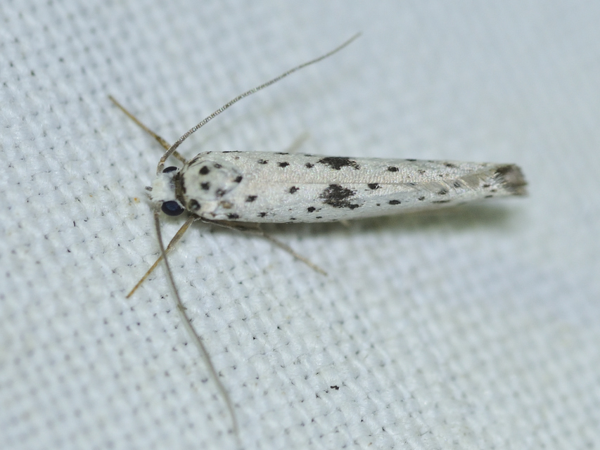 Yponomeuta plumbella - pókhálós bengemoly