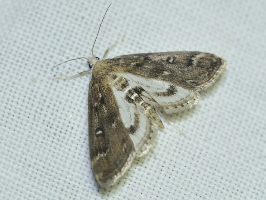 Parapoynx stratiotata - közönséges vízimoly