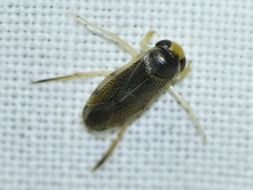 Corixidae - búvárpoloskák Corixidae - búvárpoloskák