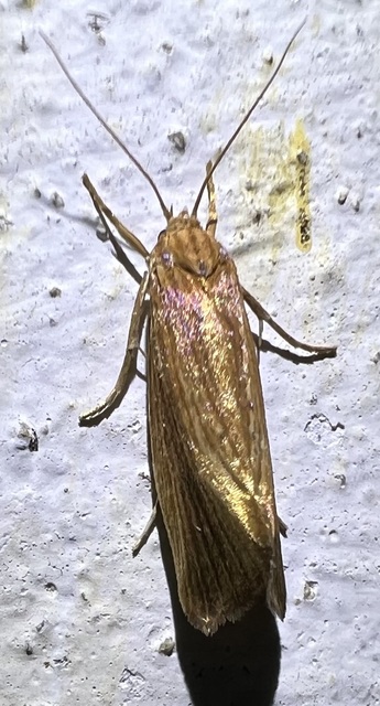 Orthotelia sparganella - békabuzogánymoly
