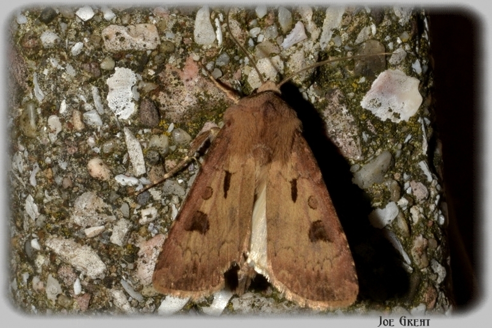 Agrotis exclamationis - felkiáltójeles földibagoly