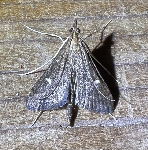 Dolicharthria punctalis - hosszúlábú tűzmoly