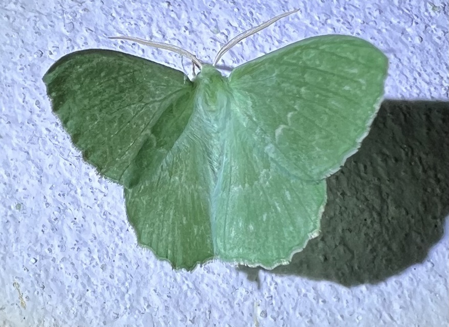 Geometra papilionaria - nagy zöldaraszoló