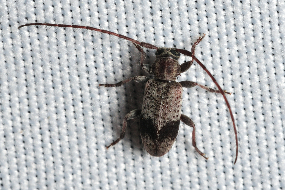 Exocentrus punctipennis - szilfa-rőzsecincér