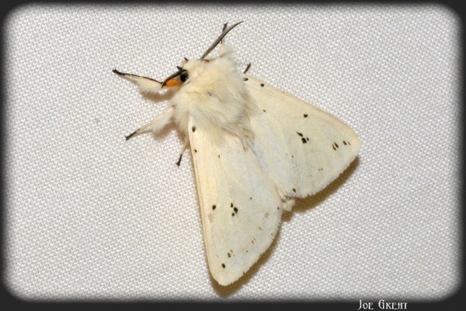 Spilosoma lubricipedum - tejszínű medvelepke