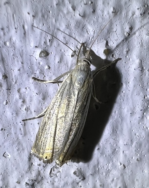 Chrysoteuchia culmella - kerti fűgyökérmoly