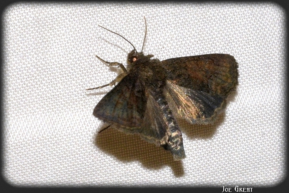 Oligia strigilis/latruncula/versicolor