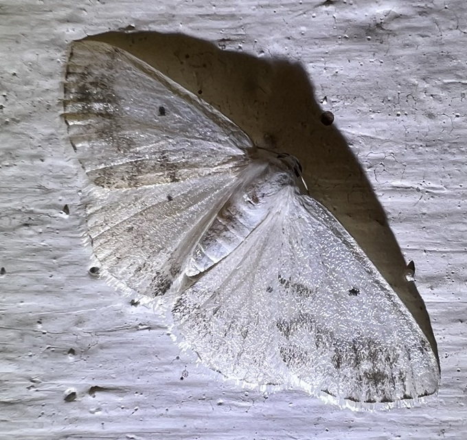 Lomographa temerata - foltos fehéraraszoló