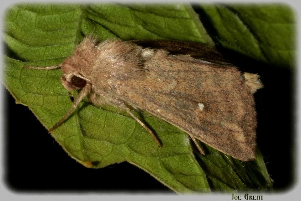 Mythimna albipuncta - fehérpettyes rétibagoly