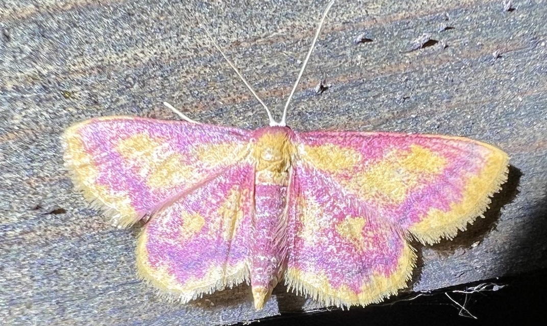 Idaea muricata - mocsári pirosaraszoló