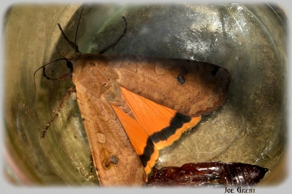 Noctua pronuba - nagy sárgafűbagoly