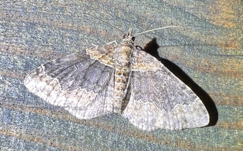 Xanthorhoe ferrugata - kerti tarkaaraszoló