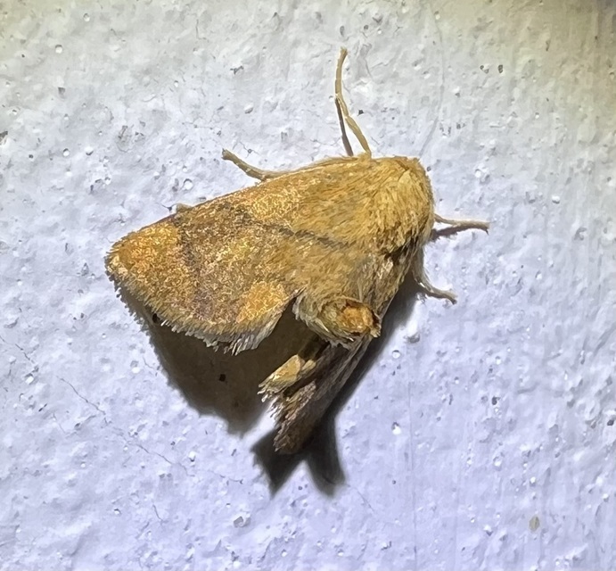 Apoda limacodes - kagylólepke