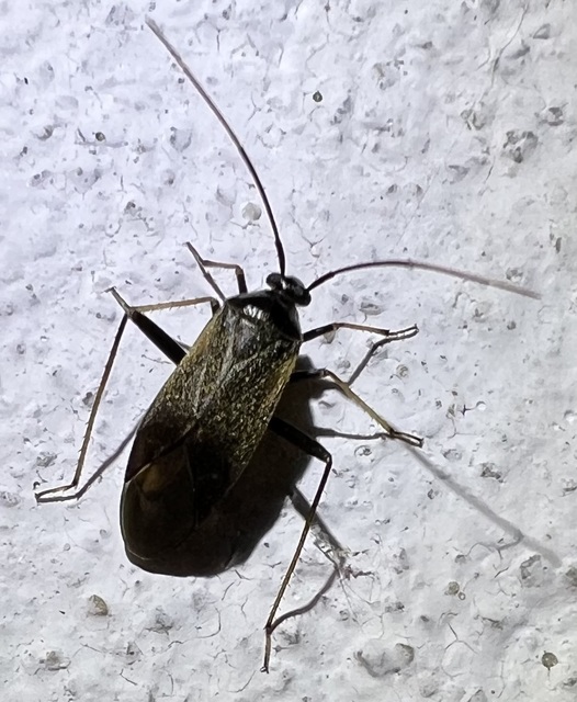 Adelphocoris seticornis - szegélyes mezeipoloska