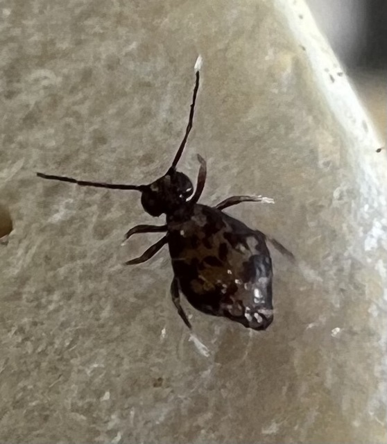 Collembola - Ugróvillások