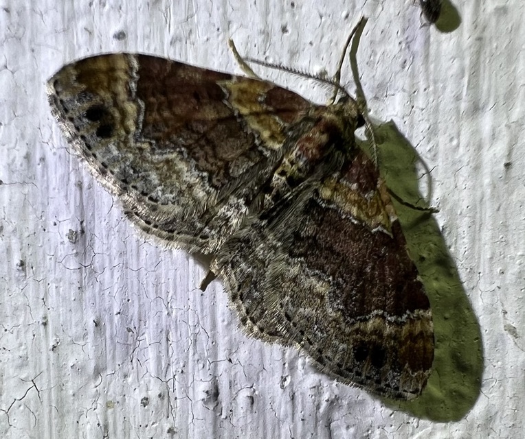 Xanthorhoe spadicearia - sávos tarkaaraszoló