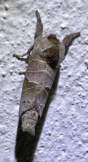 Clostera pigra - apró levélszövő
