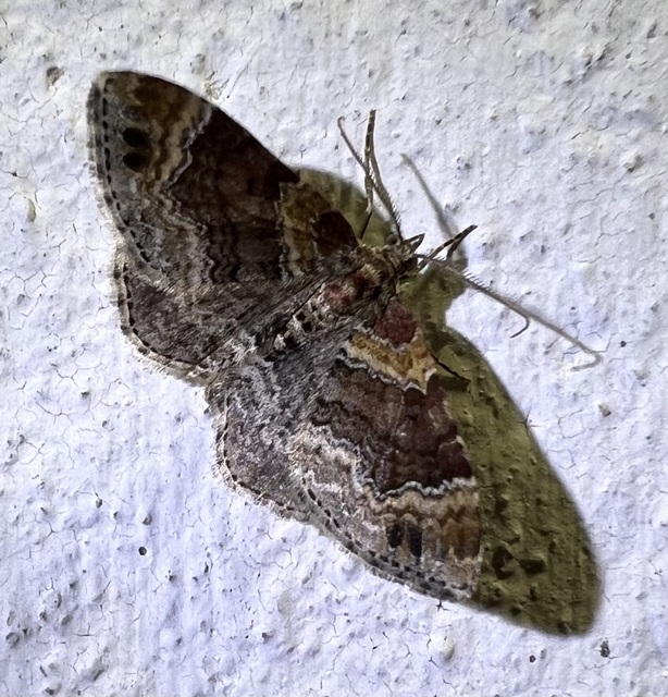 Xanthorhoe spadicearia - sávos tarkaaraszoló