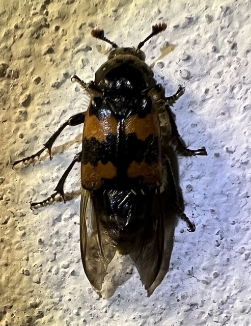 Nicrophorus vespillo - közönséges temetőbogár