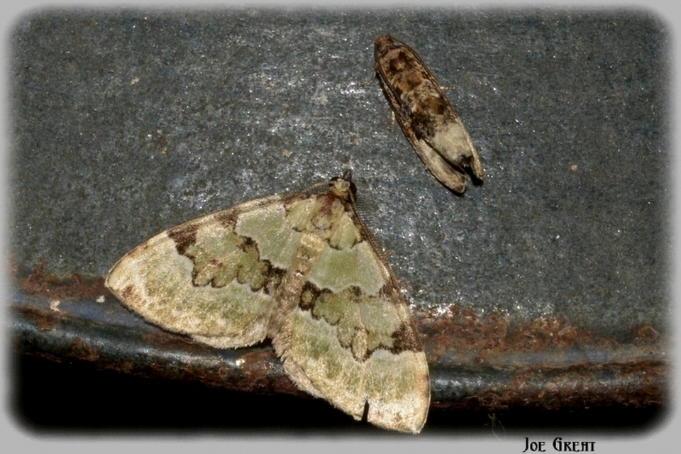 Colostygia pectinataria - zöld levélaraszoló